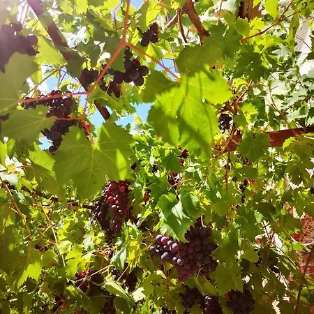 Domaine Des Jammetous - Boutique Couette-café