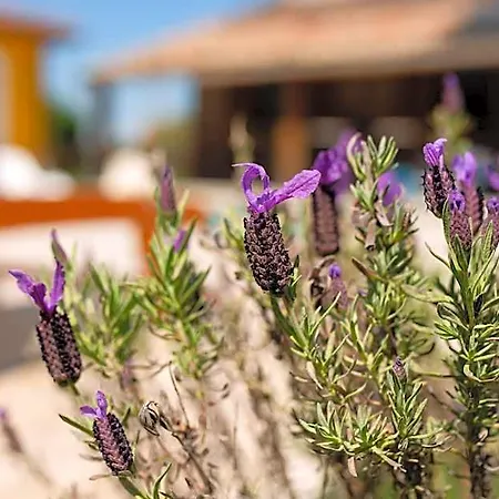 Domaine Des Jammetous - And Yoga Retreat Center La Magdelaine-Sur-Tarn